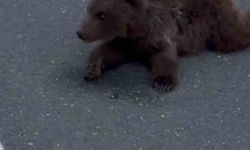 Kara yolundaki yaralı yavru ayı DKMP'ya teslim edildi