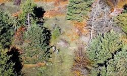 Dron destekli denetimde 4 kişiye işlem yapıldı