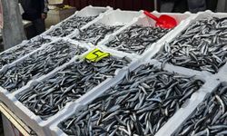 Zonguldak'ta hamsi 150 liradan alıcı buldu