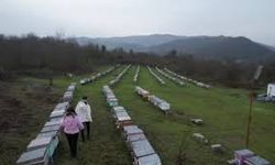 Zonguldak kestane balı dünya sahnesinde altın aldı