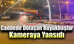 Karabük’te büyükbaşlar araçların arasına girdi