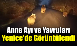 Yenice’de ayı ailesi yolda koşarken kameraya yansıdı