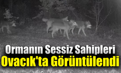 Ovacık’ta yaban hayatı fotokapana yansıdı