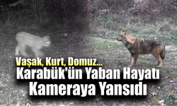 Karabük'te vaşak ve yavrusu ile kurt, fotokapana yansıdı
