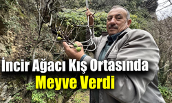 Aralık’ta meyve verince görenler gözlerine inanamadı