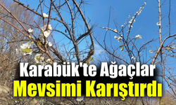 Erik ağacı Aralık ayında çiçek açtı