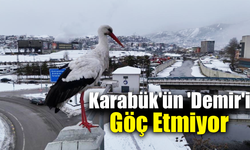 Karabük’ün göç etmeyen leyleği ilgi odağı oldu