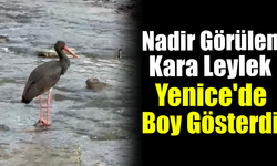 Ender görülen Kara Leylek Yenice’de kaydedildi