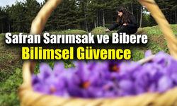 Safranbolu safranı bilimsel güvence altına alınıyor