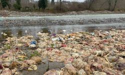 Alaplı'da çay yatağında onlarca tavuk ölüsü bulundu