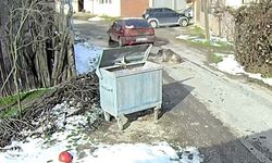 Bolu'da ezilen köpeğin vücudundan yüzlerce saçma çıktı