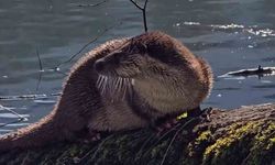 Bolu'da nesli tükenmekte olan su samuru görüntülendi