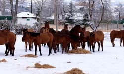 Bolu'da şehre inen yılkı atlarını belediye ekipleri besledi
