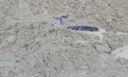 Abana’da çamura saplanan karaca kurtarıldı