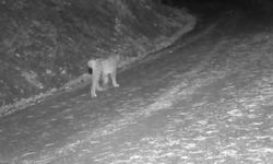 Karla kaplanan ormanlarda vaşak ve kurtlar görüntülendi