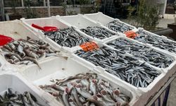 Hamsi yeniden tezgahlarda, 200 liradan alıcı buluyor