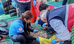 İnebolu’da beyaz kum midyesi denetimleri sıkılaştı