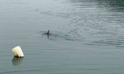 Alaplı Limanı’nda mahsur kalan yunus kurtarıldı