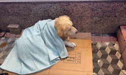 Üşüyen köpeğe aldığı yorganı örten esnaf yürekleri ısıttı