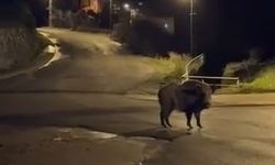 Yaban domuzları yerleşim alanında yiyecek aradı