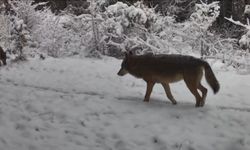 Yiyecek arayan vaşak ile kurtlar fotokapana yansıdı