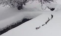 Köy imamı seslendi, kediler karda sıraya girdi