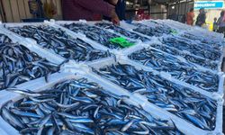 Balık miktarındaki düşüş Zonguldak’ta diyatlara yansıdı