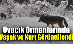 Yiyecek arayan vaşak ile kurtlar fotokapana yansıdı