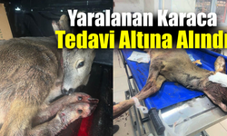Karabük'te aracın çarptığı karaca ameliyat edildi