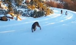 Nesli tehlike altındaki vaşaklar Çankırı ormanlarında