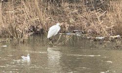 Alaplı Çayı'nda göç hareketliliği başladı