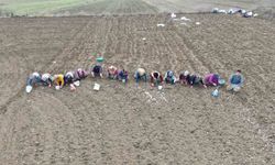 Taşköprü sarımsağı binlerce aileye umut oluyor