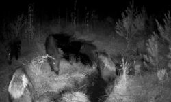 Bolu yaylalarında yaban hayatı fotokapanlarla kaydedildi