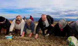 AB tescilli Taşköprü sarımsağında ekim sezonu başladı