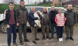 Bartın’da yaralı kuğu yeniden doğaya döndü