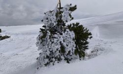 Göynük’te Sibirya soğukları: Ağaçlar buz tuttu
