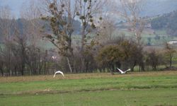 Bolu’da doğaseverleri büyüleyen nadir kuş sürüsü