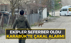 Karabük'te çakal panik yarattı!