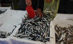 Karadeniz’de hamsi bolluğu: 500 tonluk av