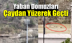 Karabük’te yaban domuzları Filyos Çayını yüzerek aştı
