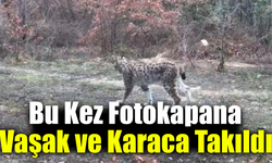 Ovacık’ta fotokapan vaşak ve karaca yavrusunu görüntüledi