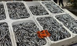 Zonguldak’ta hamsi tezgahlara veda ediyor