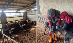 Bakanlık destekli proje ile hayvancılık gelişiyor