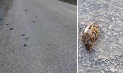 Devrekani’de Yol Üzerinde Toplu Kuş Ölümü
