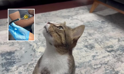 Dört Yıldır Kusan Kedinin Midesinden Bakın Ne Çıktı