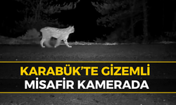 Safranbolu'da Görüntülenen Sessiz Avcı