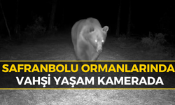 Safranbolu'da Boz Ayı Fotokapanla Görüntülendi