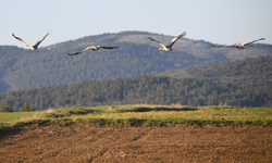 Göç yolundaki turna ailesi Kastamonu’da mola verdi