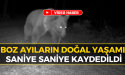 Safranbolu Ormanlarında Ayı Ailesi Fotokapana Yansıdı
