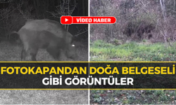 Doğanın Kalbi Ovacık’ta Atıyor: Yaban Hayvanları Kamerada